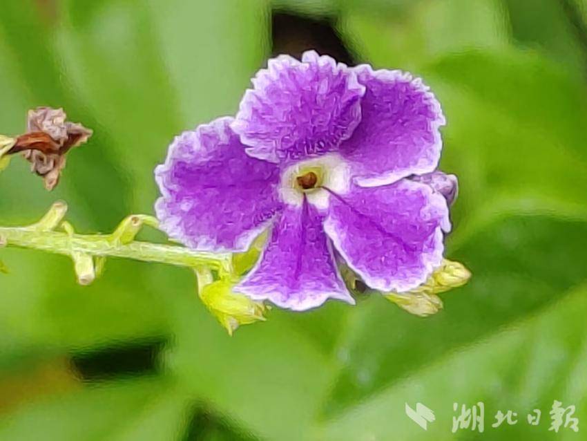 老虎机玩法水果森林
